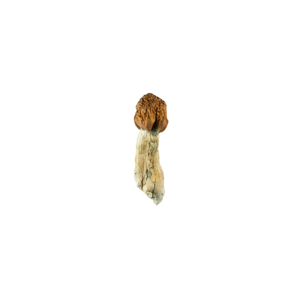 vietnamese-cubensis